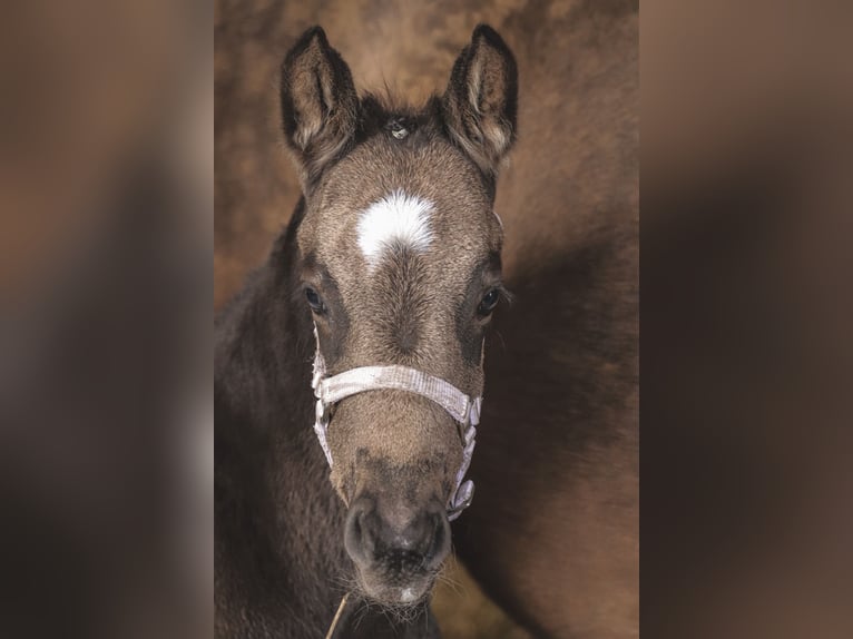 Duitse rijpony Merrie Veulen (03/2026)  in Hiddenhausen