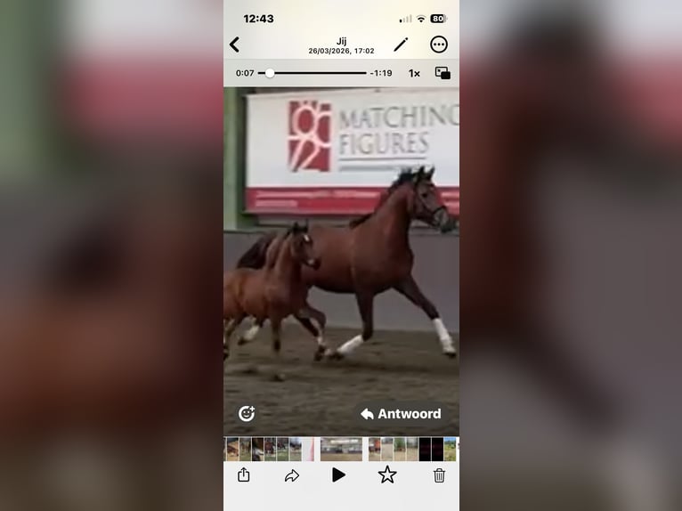 Duitse rijpony Merrie Veulen (02/2026)  in Oelegem