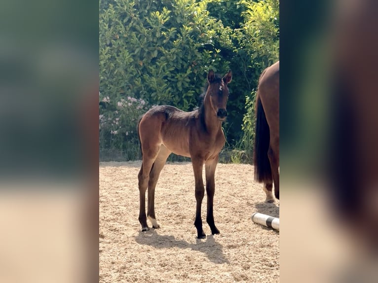 Duitse rijpony Merrie Veulen (05/2026)  in ZangbergZangberg
