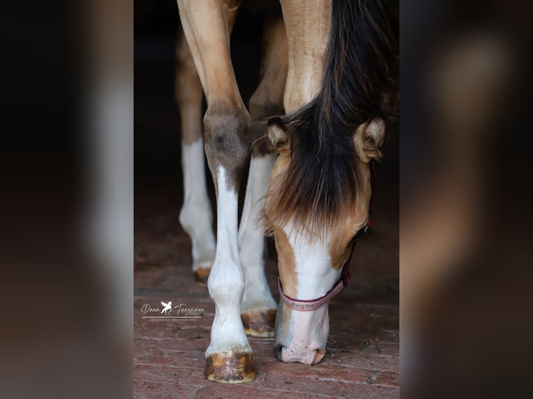 Duitse rijpony Merrie veulen (02/2024) Falbe in Neuenkirchen-Vörden