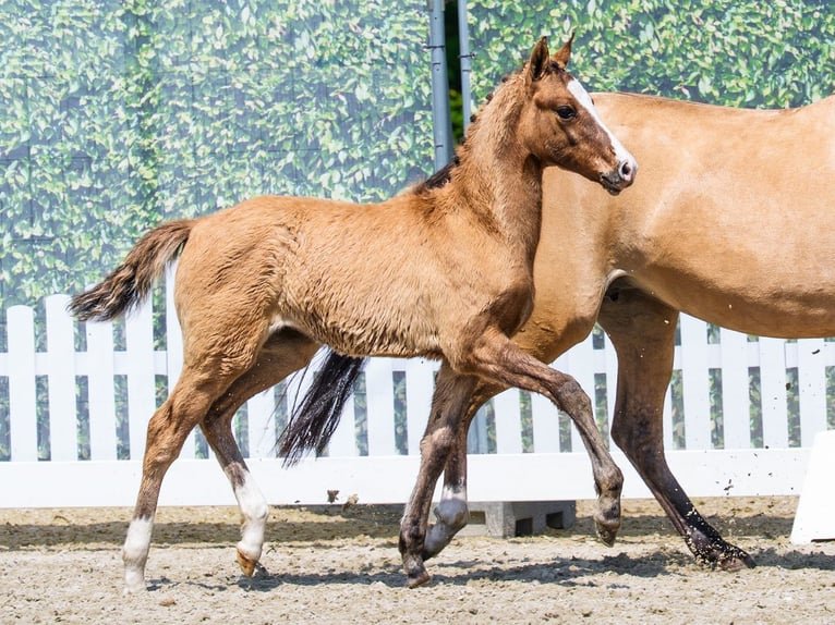 Duitse rijpony Merrie Veulen (04/2026) Falbe in Mnster-Handorf