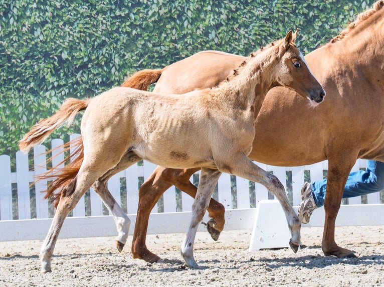 Duitse rijpony Merrie Veulen (03/2026) Falbe in Mnster-Handorf
