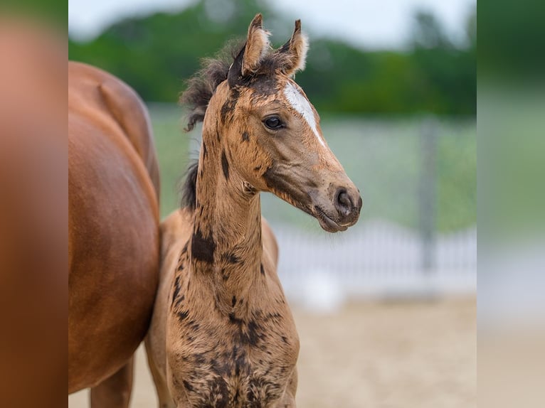 Duitse rijpony Merrie Veulen (05/2026) Falbe in Mnster-Handorf
