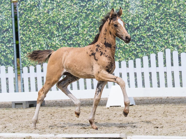 Duitse rijpony Merrie Veulen (05/2026) Falbe in Mnster-Handorf