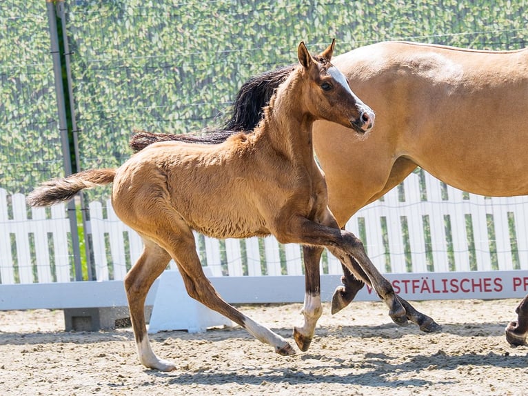 Duitse rijpony Merrie Veulen (04/2026) Falbe in Mnster-Handorf