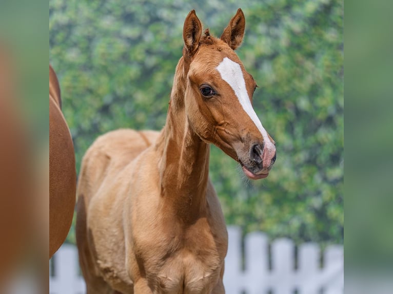 Duitse rijpony Merrie Veulen (03/2026) Falbe in Mnster-Handorf