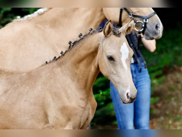 Duitse rijpony Merrie Veulen (04/2026) Falbe in Twistringen