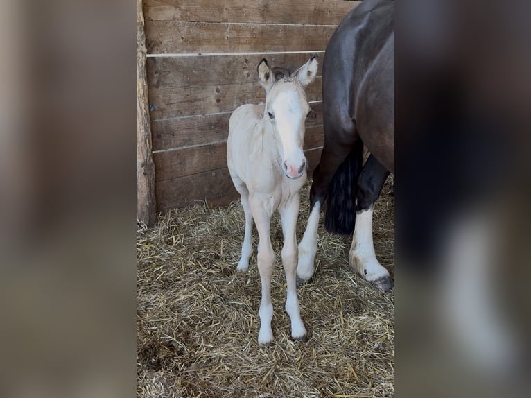 Duitse rijpony Merrie Veulen (01/2026) Falbe in Seeth-Ekholt