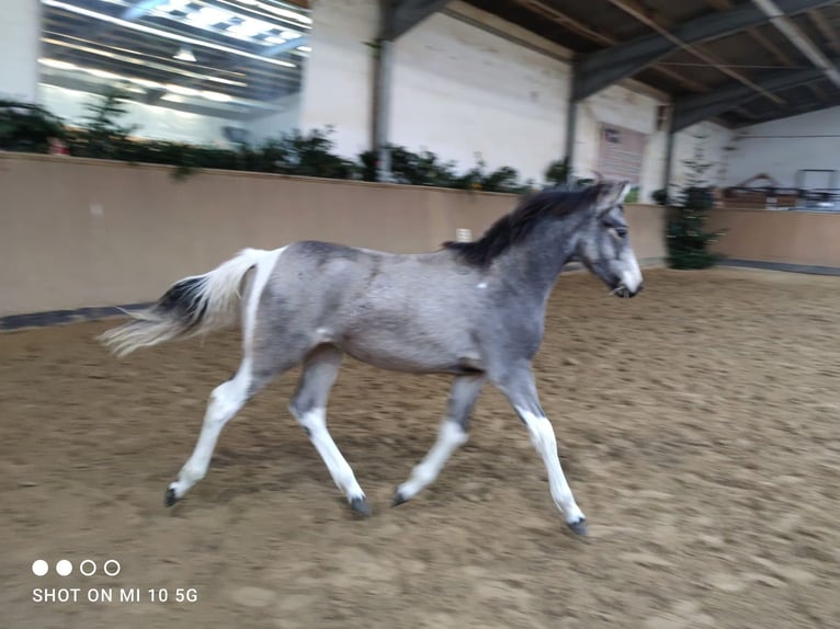 Duitse rijpony Merrie Veulen (05/2025) Gevlekt-paard in Billberge