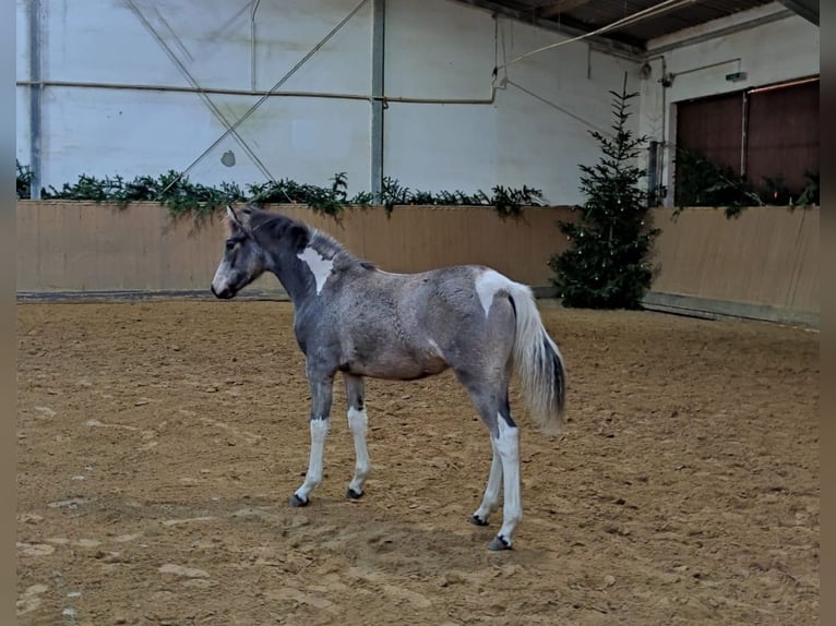 Duitse rijpony Merrie Veulen (05/2025) Gevlekt-paard in Billberge