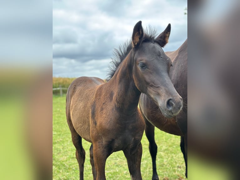 Duitse rijpony Merrie Veulen (04/2026) Palomino in Derenta