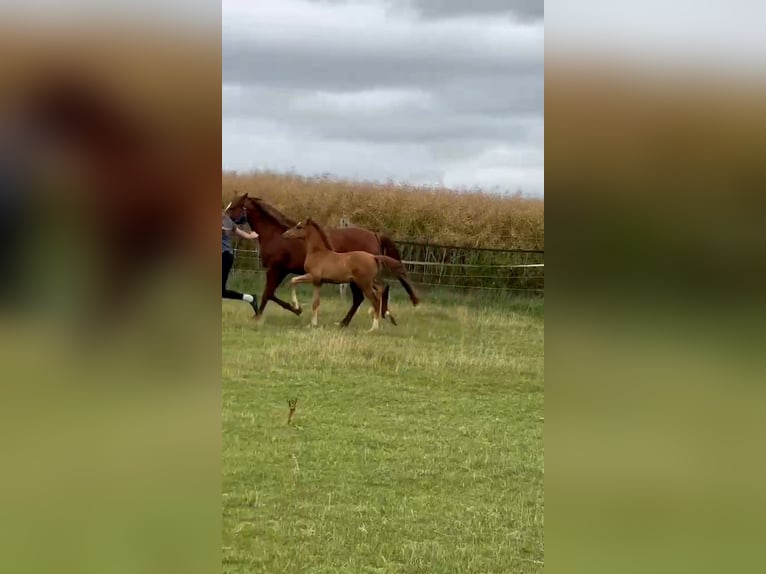 Duitse rijpony Merrie Veulen (04/2026) Palomino in Derenta
