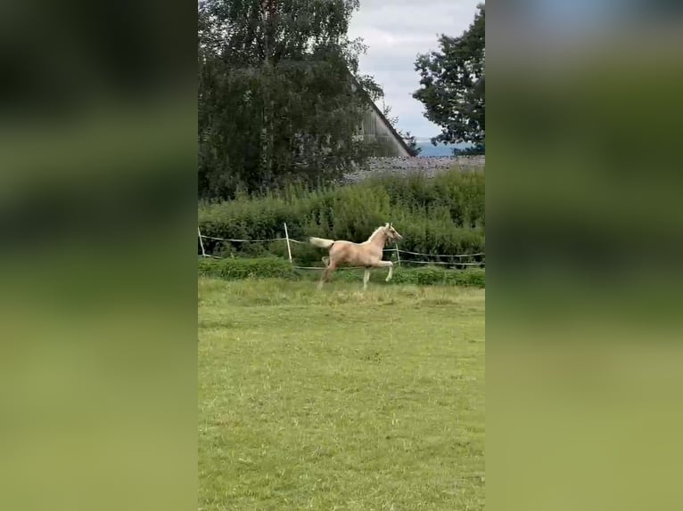 Duitse rijpony Merrie Veulen (04/2026) Palomino in Derenta