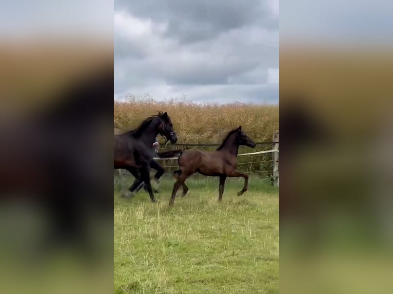 Duitse rijpony Merrie Veulen (04/2026) Palomino in Derenta
