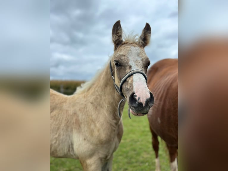 Duitse rijpony Merrie Veulen (04/2026) Palomino in Derenta