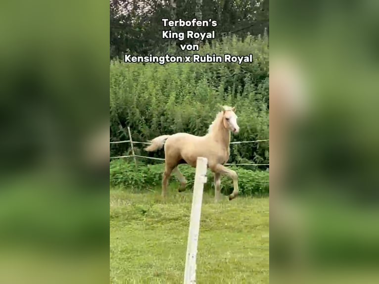 Duitse rijpony Merrie Veulen (04/2026) Palomino in Derental