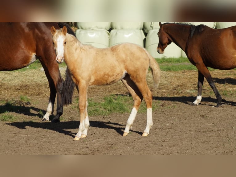 Duitse rijpony Merrie Veulen (05/2025) Palomino in Merzen
