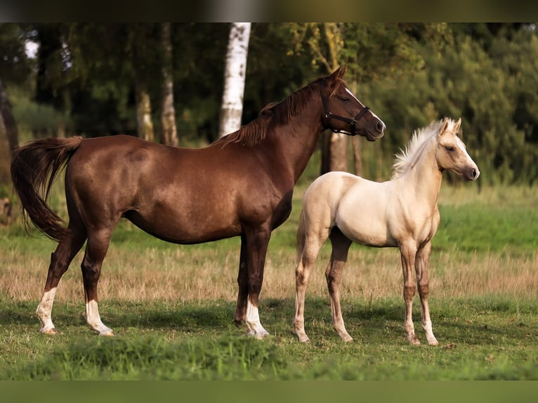 Duitse rijpony Merrie Veulen (05/2026) Palomino in Groß Kreutz