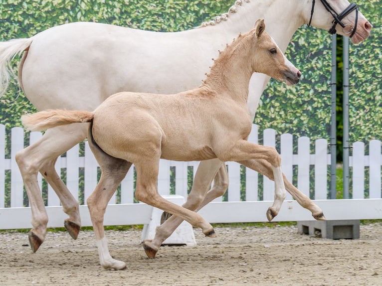 Duitse rijpony Merrie Veulen (04/2026) Palomino in Mnster-Handorf