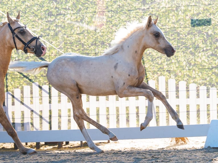 Duitse rijpony Merrie Veulen (03/2026) Palomino in Mnster-Handorf