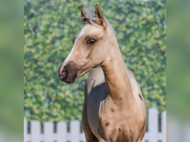Duitse rijpony Merrie Veulen (03/2026) Palomino in Mnster-Handorf