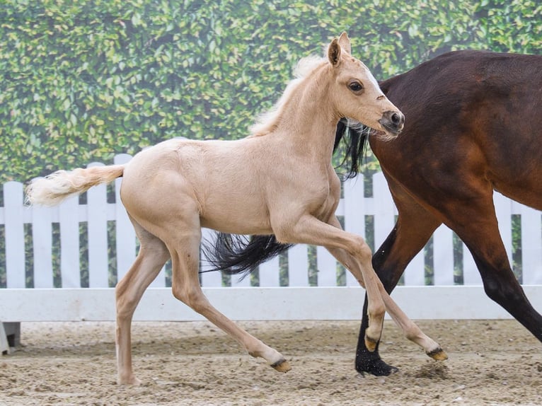Duitse rijpony Merrie Veulen (04/2026) Palomino in Mnster-Handorf