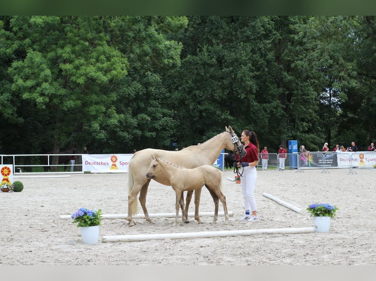 Duitse rijpony Merrie Veulen (06/2025) Palomino in Bismark (Altmark)