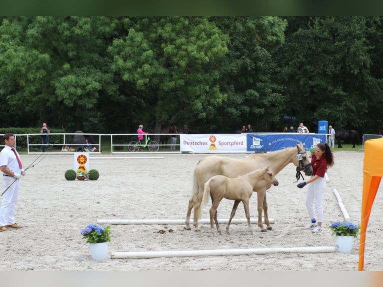 Duitse rijpony Merrie Veulen (06/2025) Palomino in Bismark (Altmark)