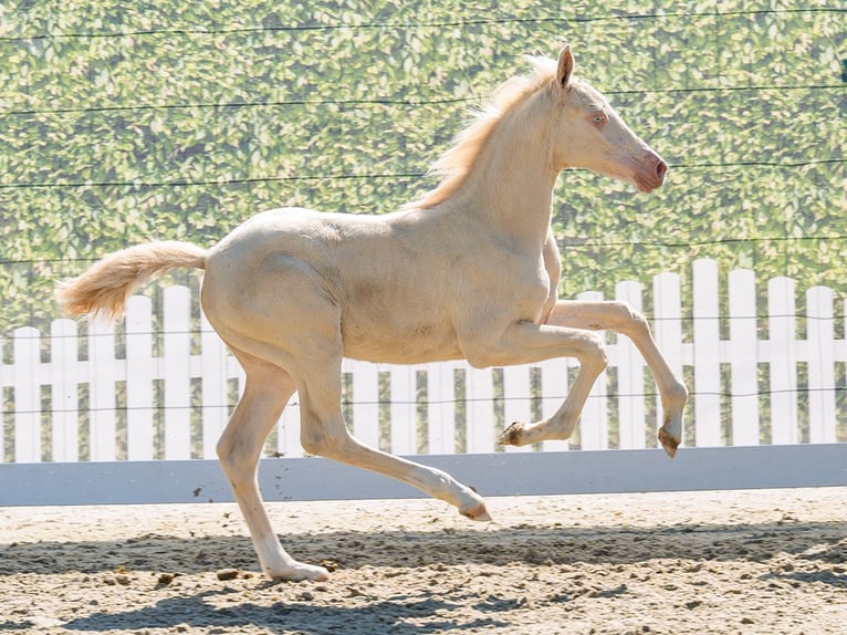 Duitse rijpony Merrie Veulen (05/2026) Perlino in Mnster-Handorf