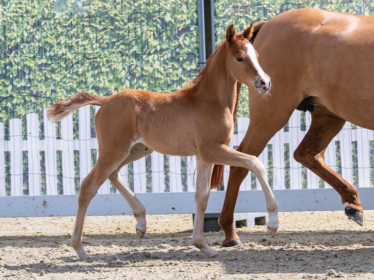 Duitse rijpony Merrie Veulen (04/2026) Red Dun in Mnster-Handorf