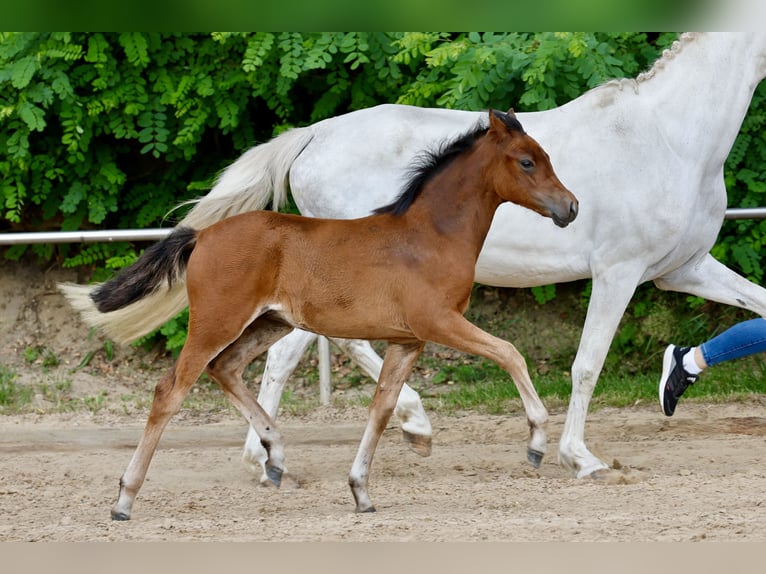 Duitse rijpony Merrie Veulen (03/2026) Schimmel in Westerwalsede