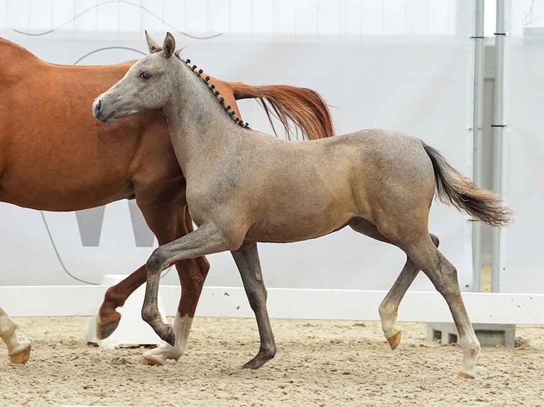 Duitse rijpony Merrie veulen (03/2024) Schimmel in Münster-Handorf