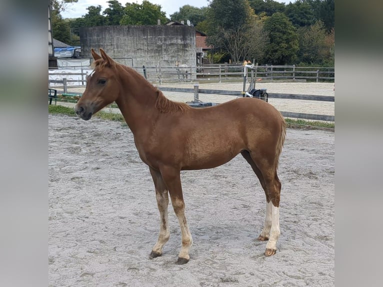 Duitse rijpony Merrie Veulen (05/2025) Vos in Bad K&#xF6;nig