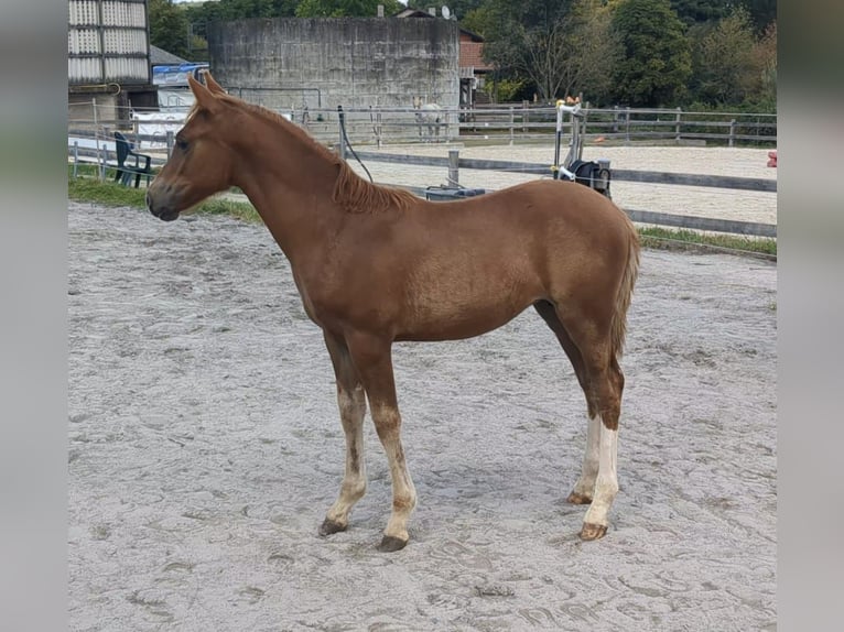 Duitse rijpony Merrie Veulen (05/2025) Vos in Bad K&#xF6;nig