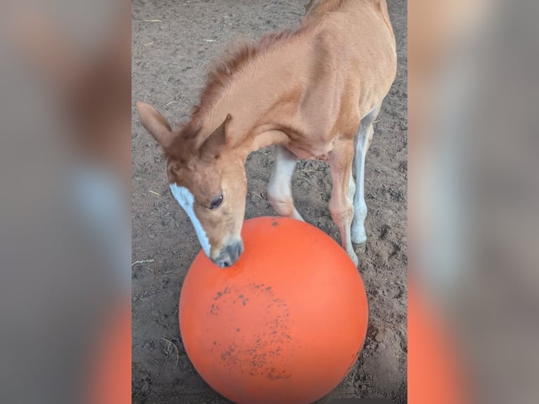 Duitse rijpony Merrie Veulen (05/2026) Vos in Teutschenthal