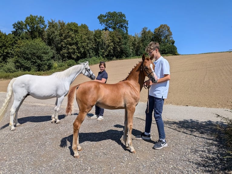 Duitse rijpony Merrie Veulen (04/2026) Vos in Scherstetten