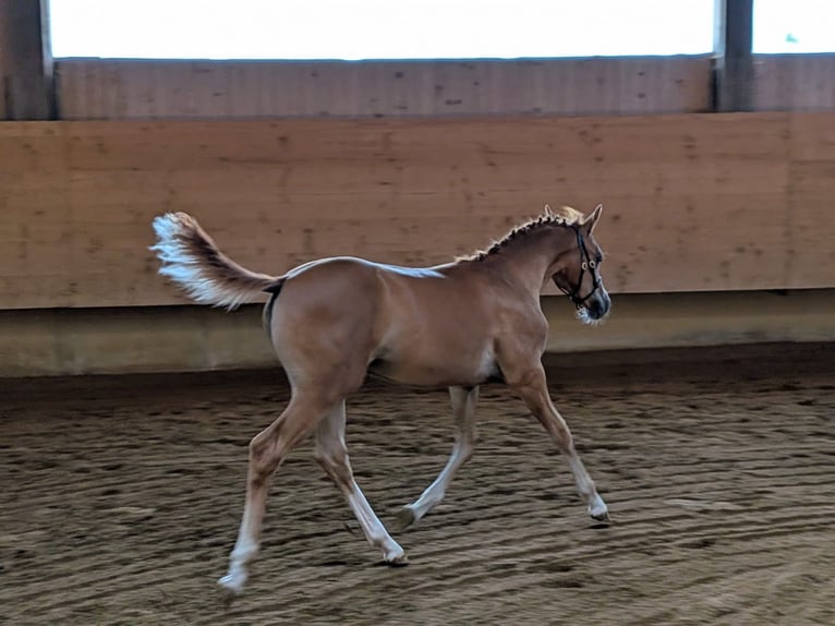 Duitse rijpony Merrie Veulen (04/2026) Vos in Scherstetten