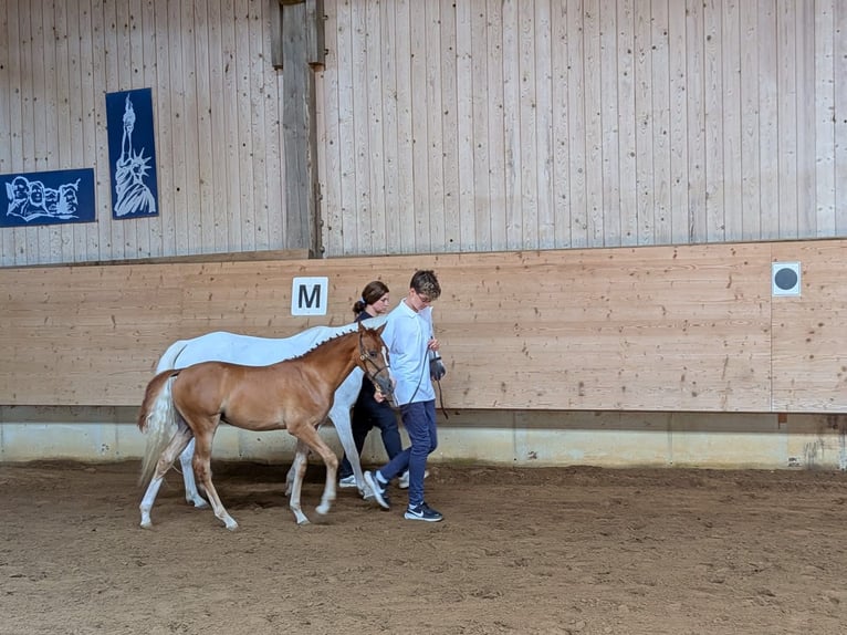 Duitse rijpony Merrie Veulen (04/2026) Vos in Scherstetten
