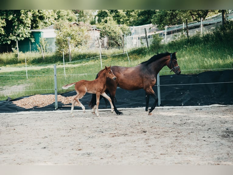 Duitse rijpony Merrie Veulen (04/2026) Vos in Karbach