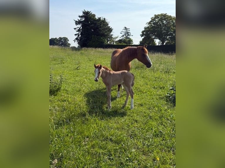 Duitse rijpony Merrie Veulen (05/2025) Vos in Krefeld