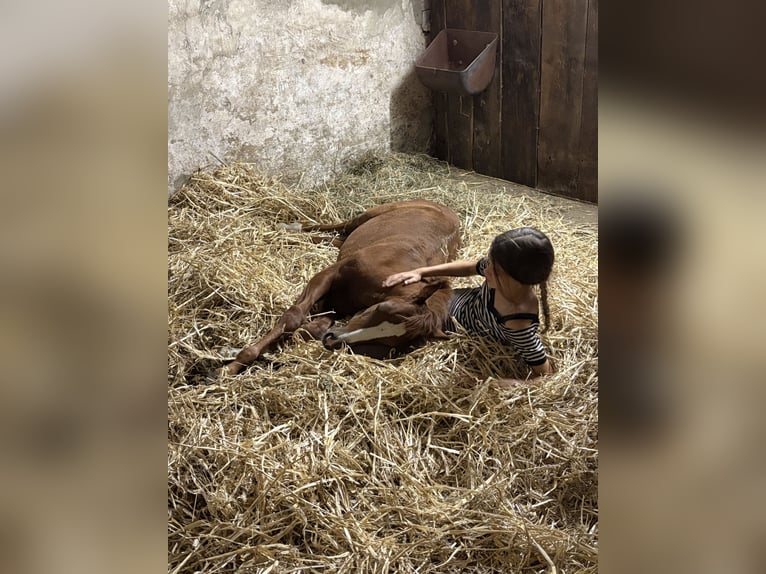 Duitse rijpony Merrie Veulen (05/2025) Vos in H&#xFC;nxe