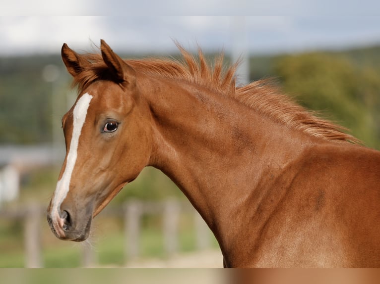 Duitse rijpony Merrie Veulen (04/2026) Vos in Kitzingen