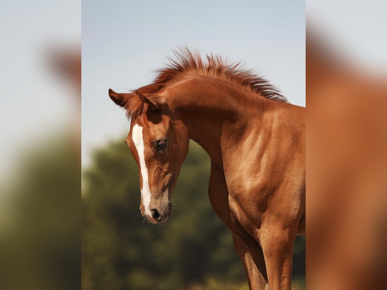 Duitse rijpony Merrie Veulen (04/2026) Vos in Kitzingen