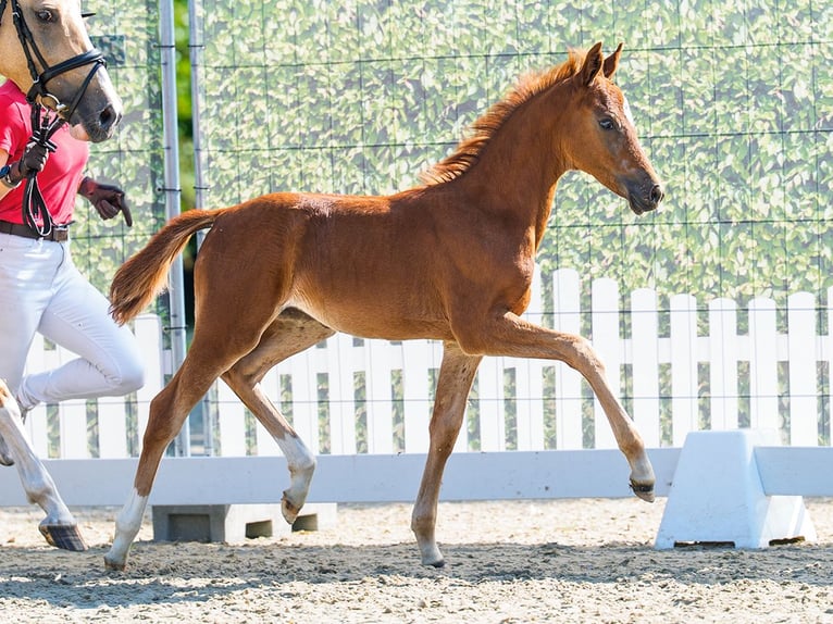 Duitse rijpony Merrie Veulen (05/2026) Vos in Mnster-Handorf