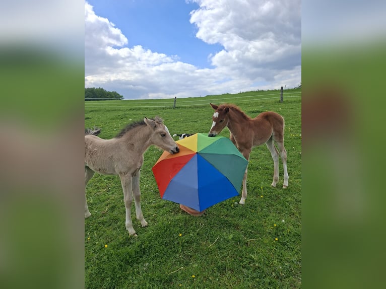 Duitse rijpony Merrie Veulen (04/2026) Vos in Nümbrecht