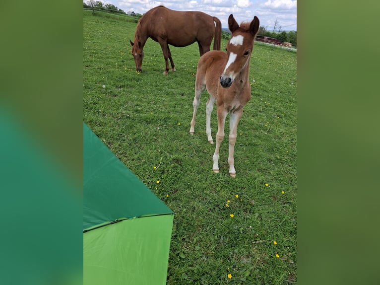 Duitse rijpony Merrie Veulen (04/2026) Vos in Nümbrecht