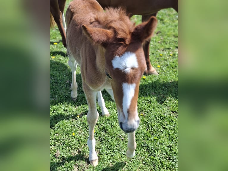 Duitse rijpony Merrie Veulen (04/2026) Vos in Nümbrecht