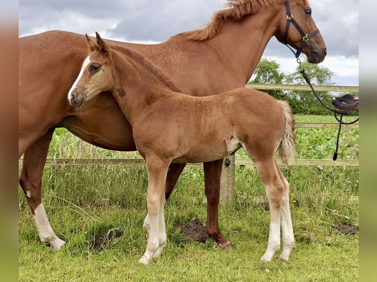 Duitse rijpony Merrie Veulen (04/2026) Vos in Haren
