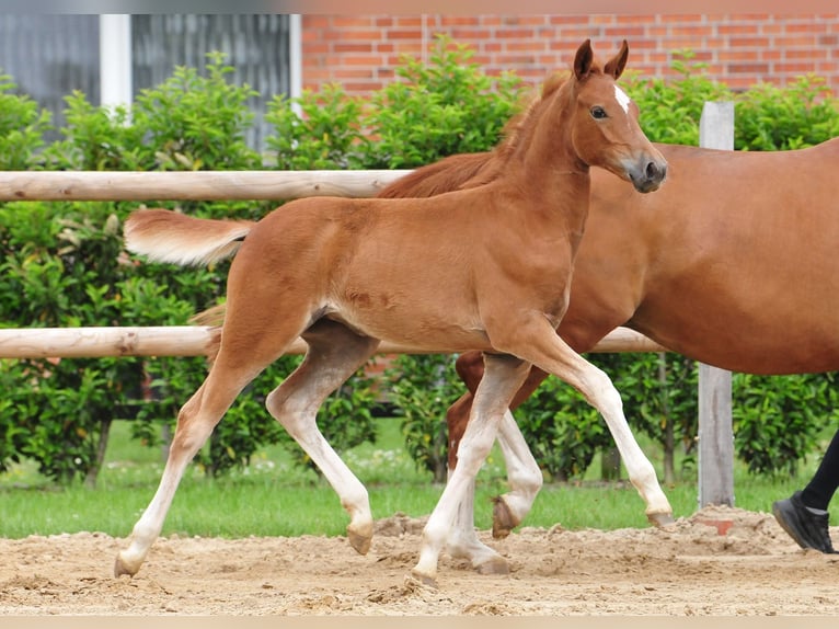 Duitse rijpony Merrie Veulen (03/2026) Vos in Drebber
