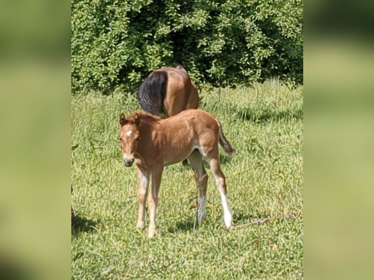 Duitse rijpony Merrie  Vos in Bad K&#xF6;nig